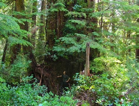 First person: The quest for an ancient colossus, in the wild rainforest of B.C.